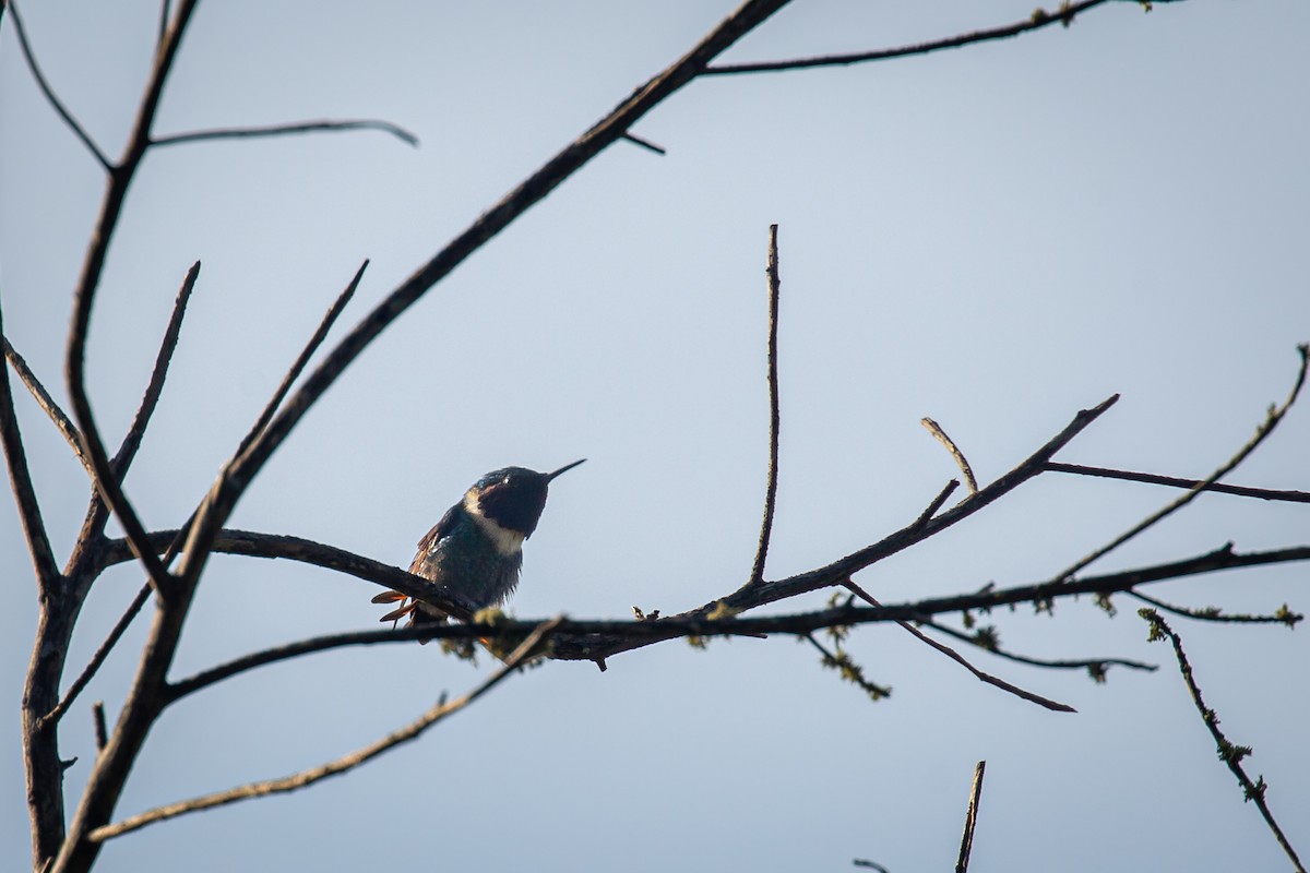 Rufous-shafted Woodstar - ML642740623