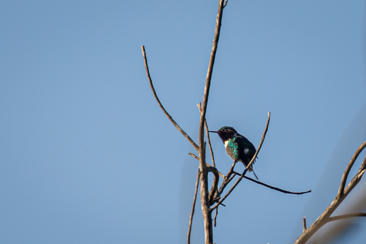 Rufous-shafted Woodstar - ML642740625