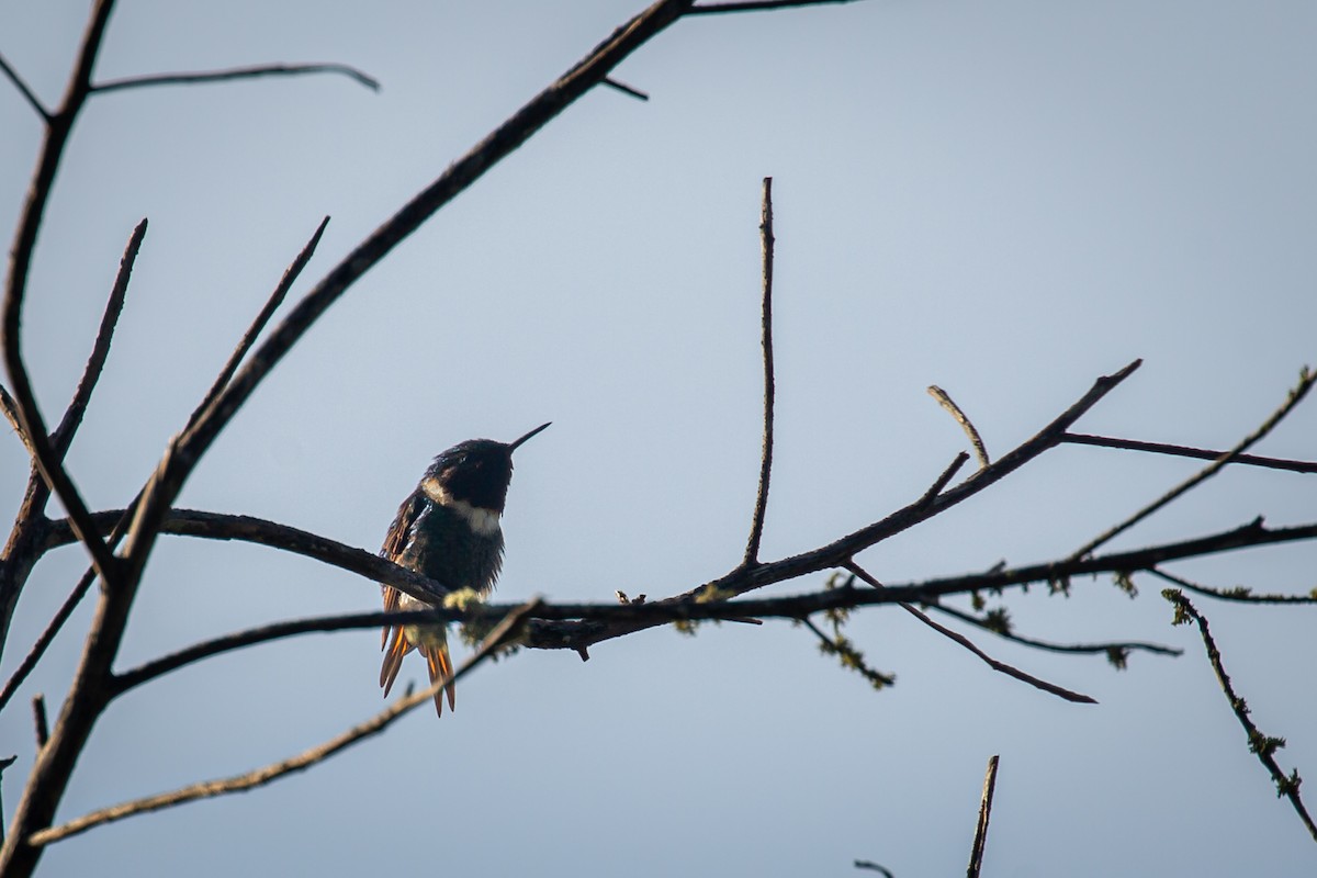 Rufous-shafted Woodstar - ML642740626