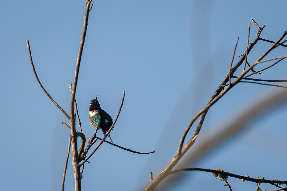 Rufous-shafted Woodstar - ML642740627