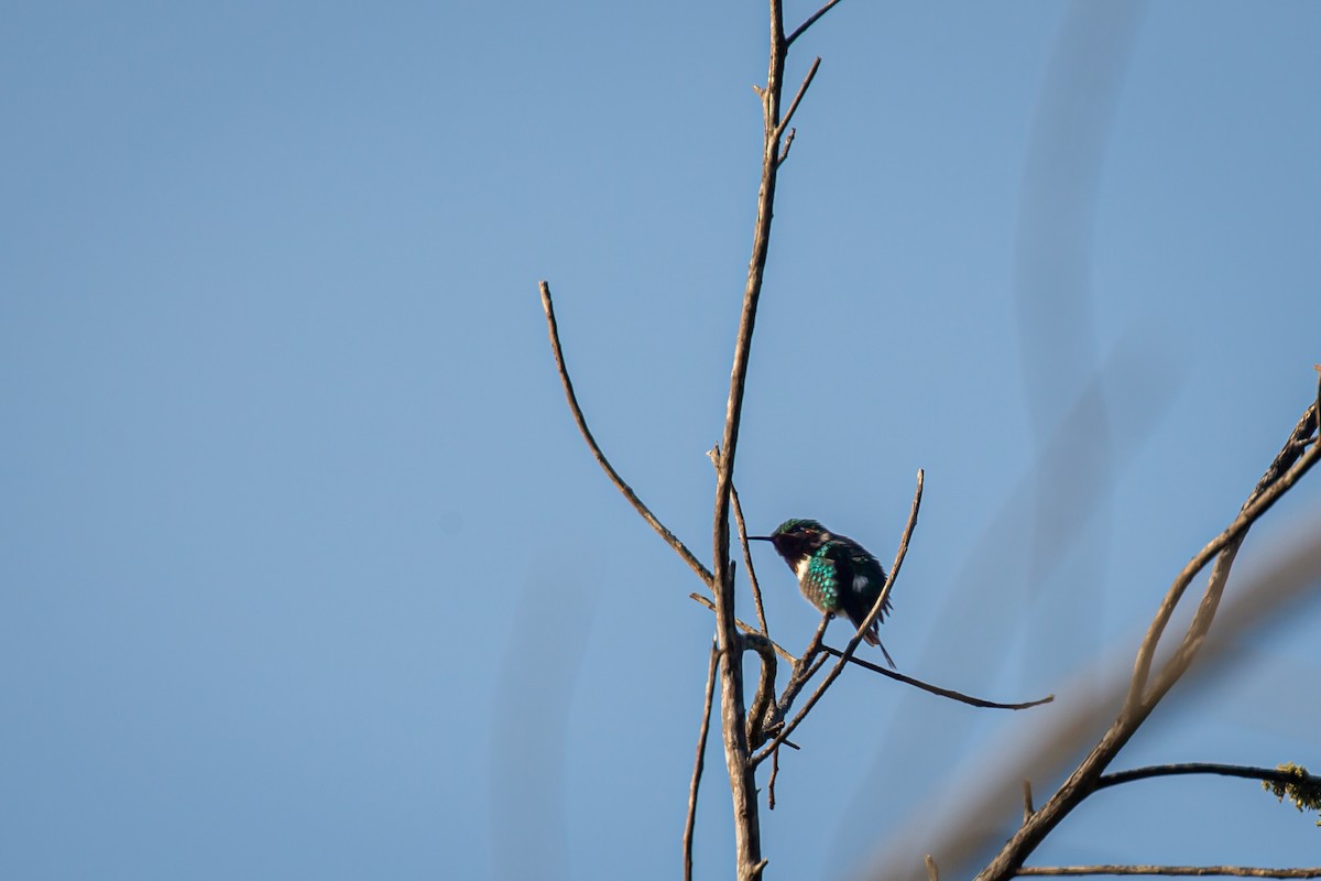 Rufous-shafted Woodstar - ML642740628