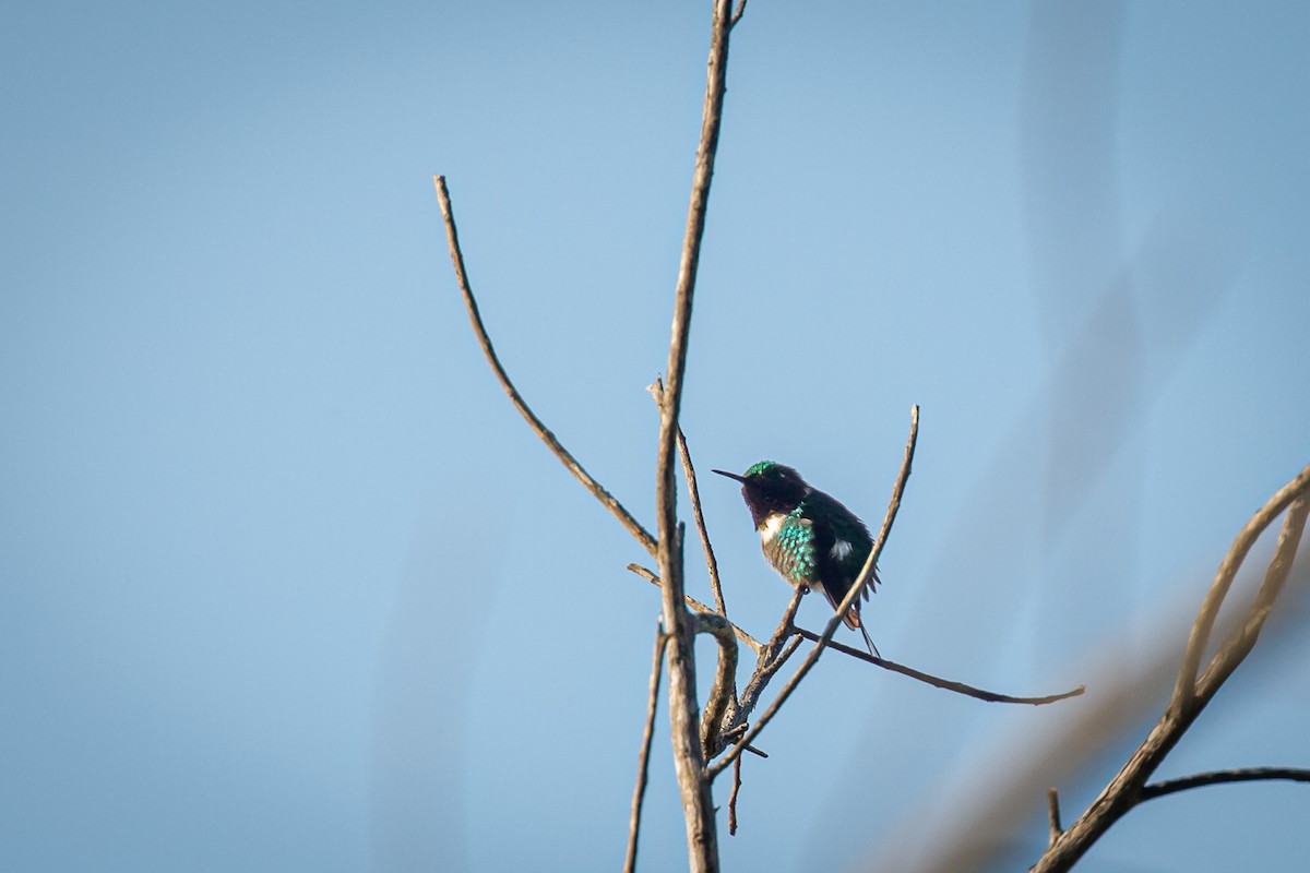 Rufous-shafted Woodstar - ML642740629