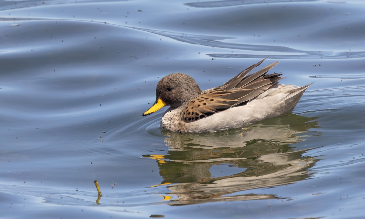 Yellow-billed Teal - ML642740630