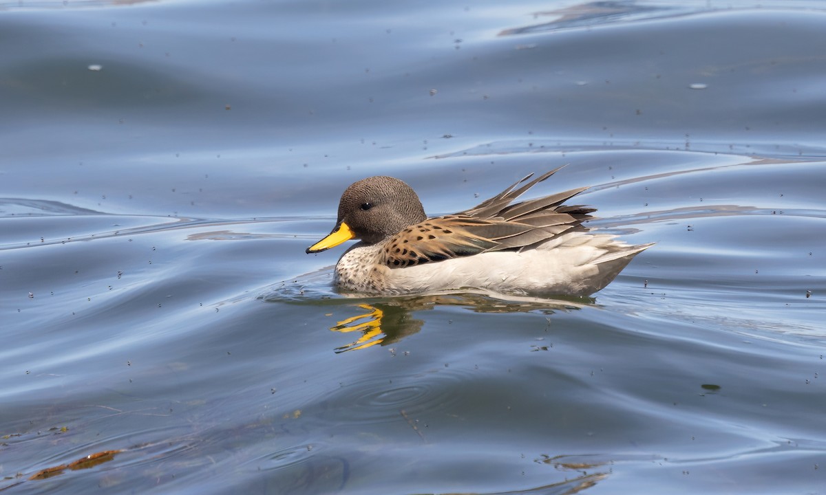 Yellow-billed Teal - ML642740631