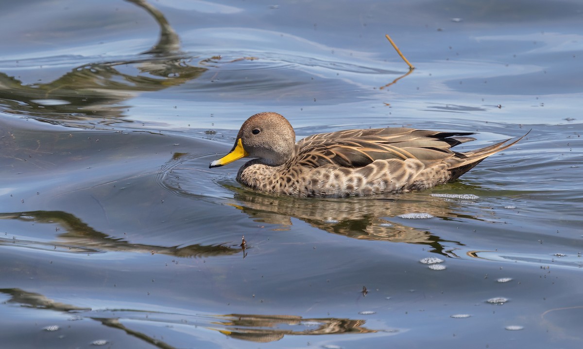 Yellow-billed Pintail - ML642740649