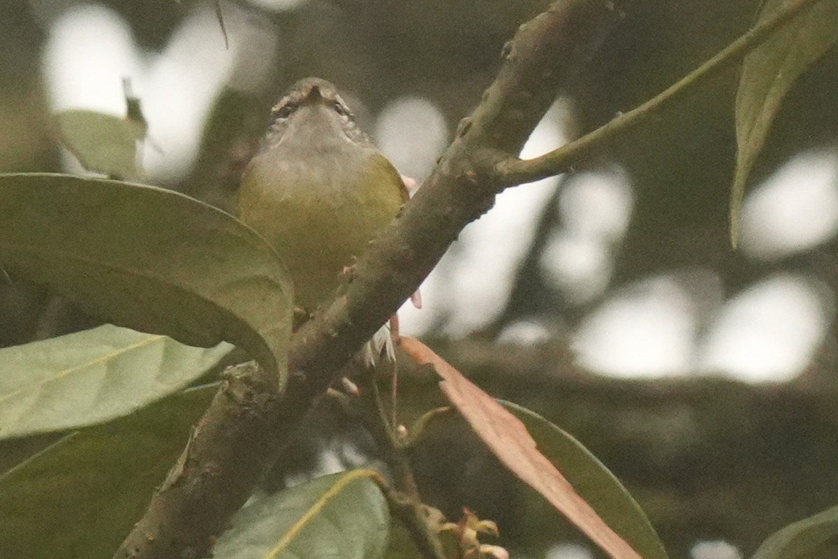 Ashy-throated Warbler - ML642740659