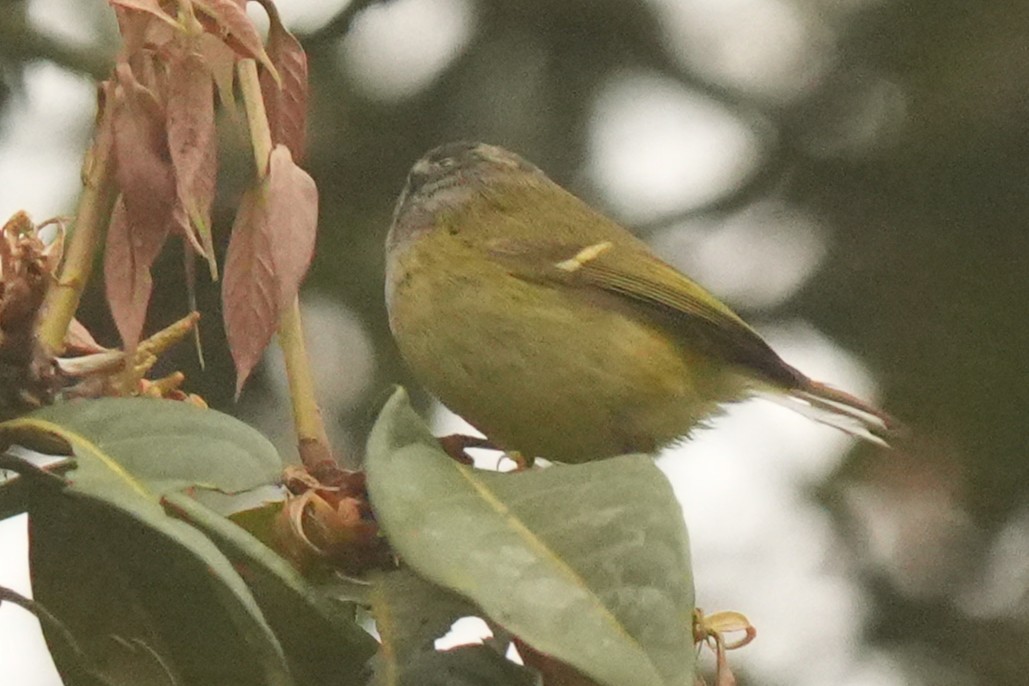 Ashy-throated Warbler - ML642740660