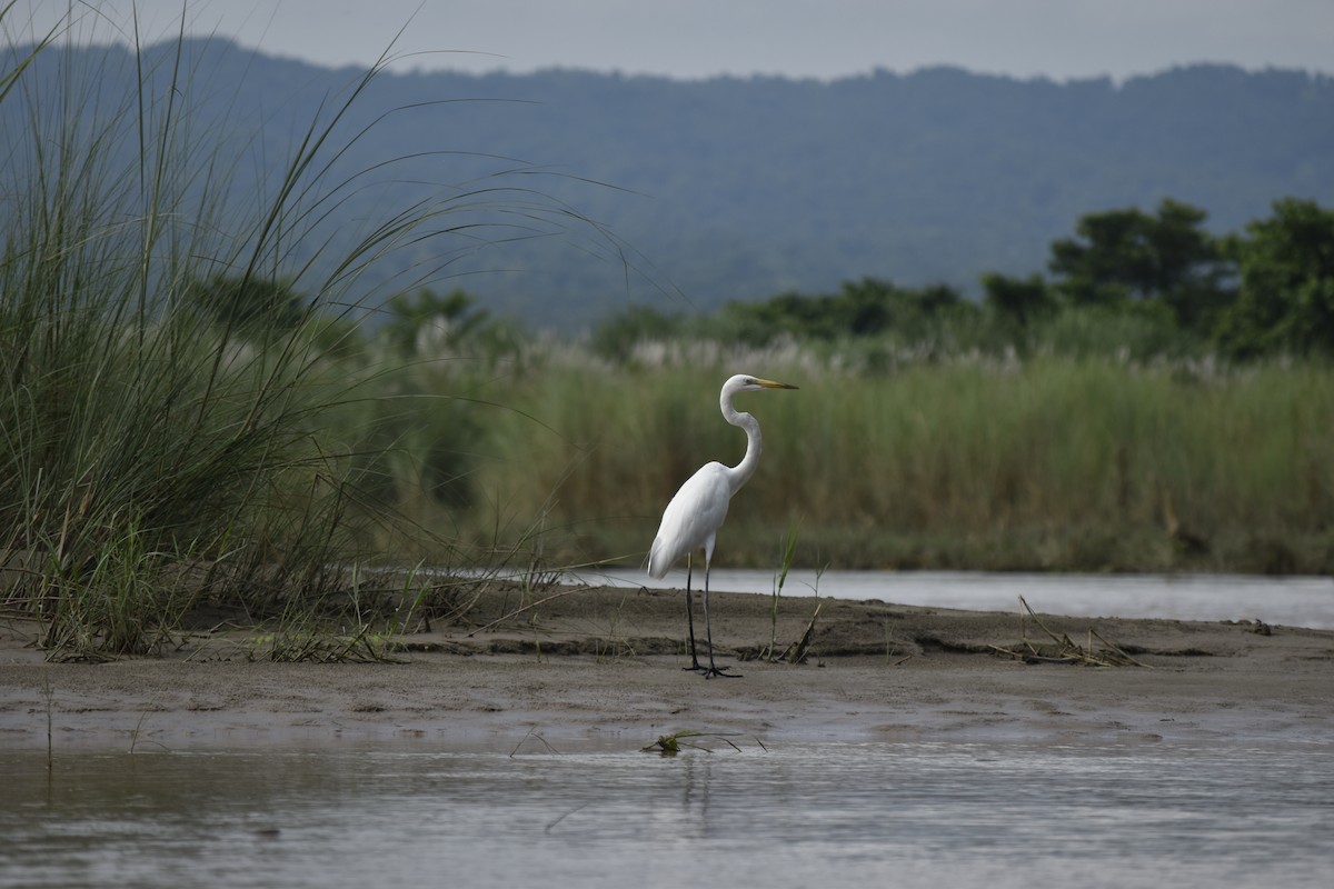 Great Egret - ML642740672