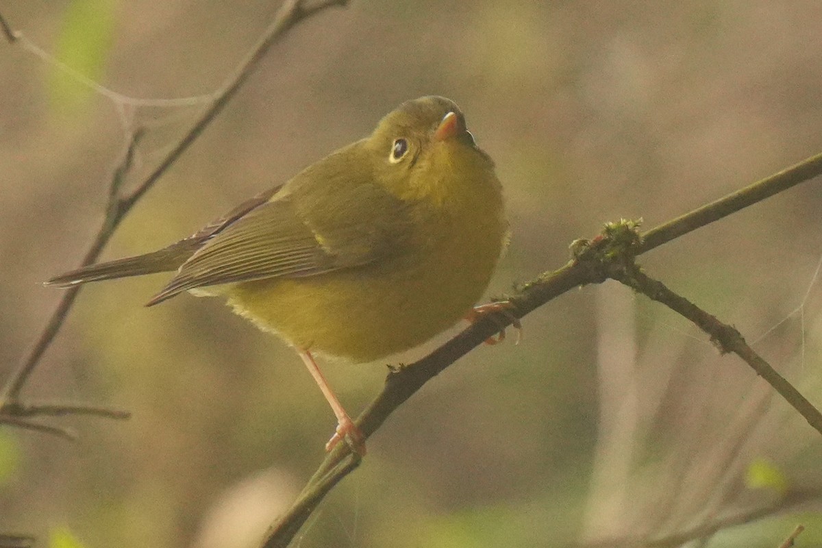 budníček himálajský - ML642740689