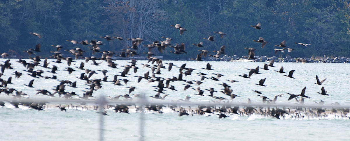 Double-crested Cormorant - ML642740699