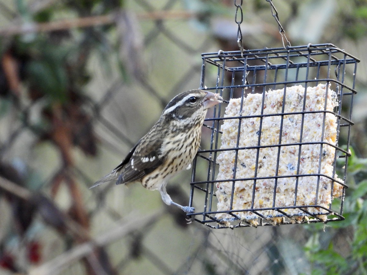 Rose-breasted Grosbeak - ML642740711