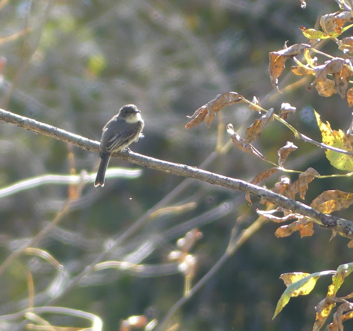 Eastern Phoebe - ML642740719
