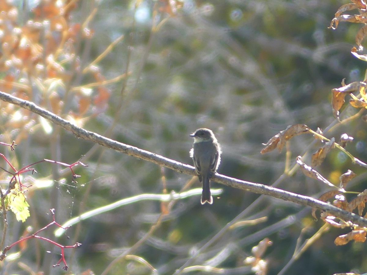 Eastern Phoebe - ML642740720