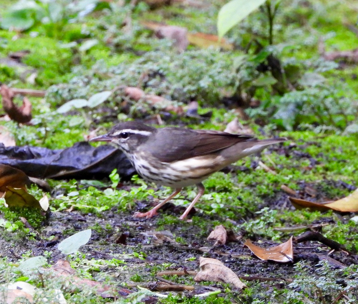 Louisiana Waterthrush - ML642740741