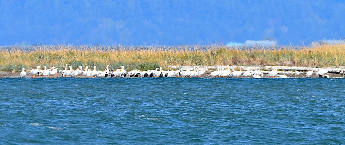American White Pelican - ML642740749