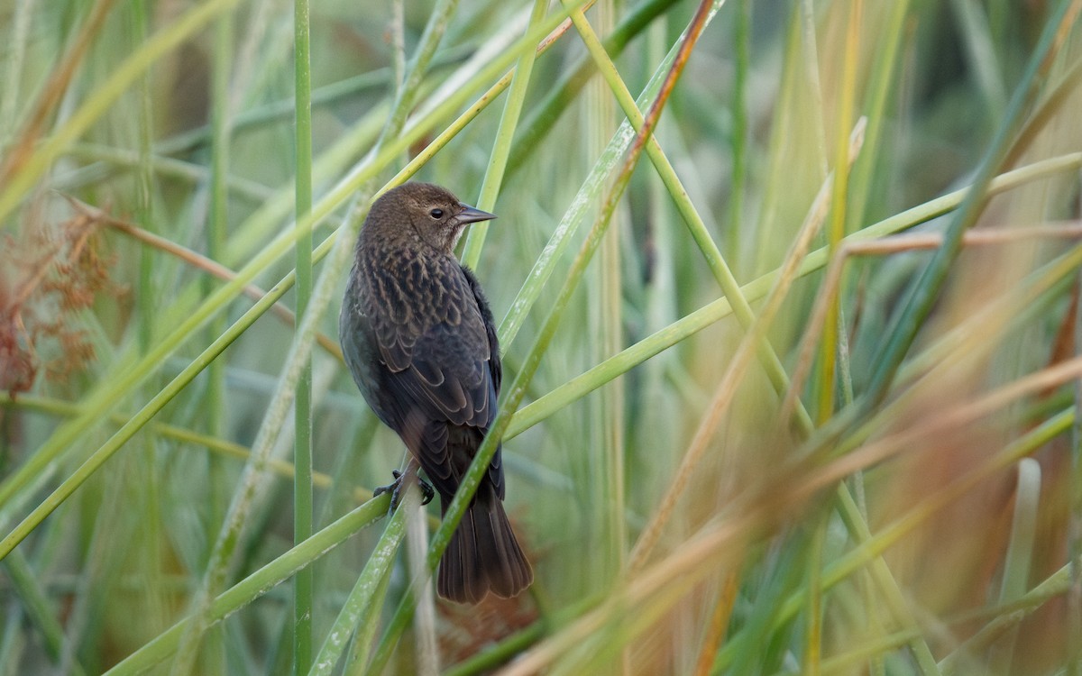 Tricolored Blackbird - ML642740752