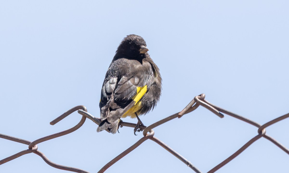 Black Siskin - ML642740797