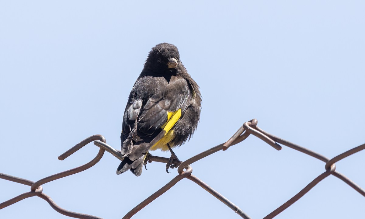 Black Siskin - ML642740798