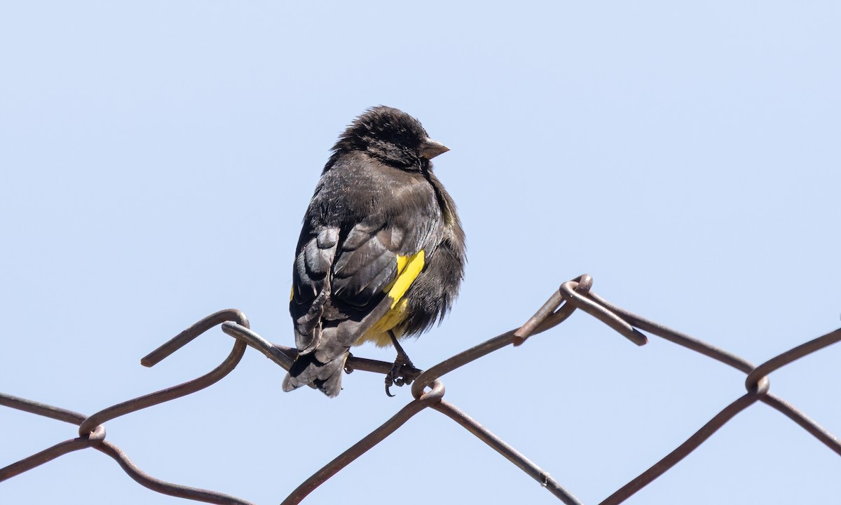 Black Siskin - ML642740799