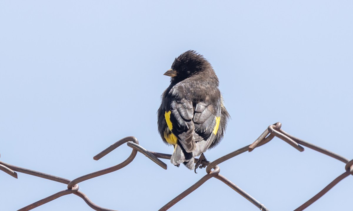 Black Siskin - ML642740800