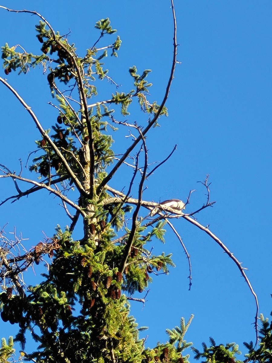 Merlin - ML642740810