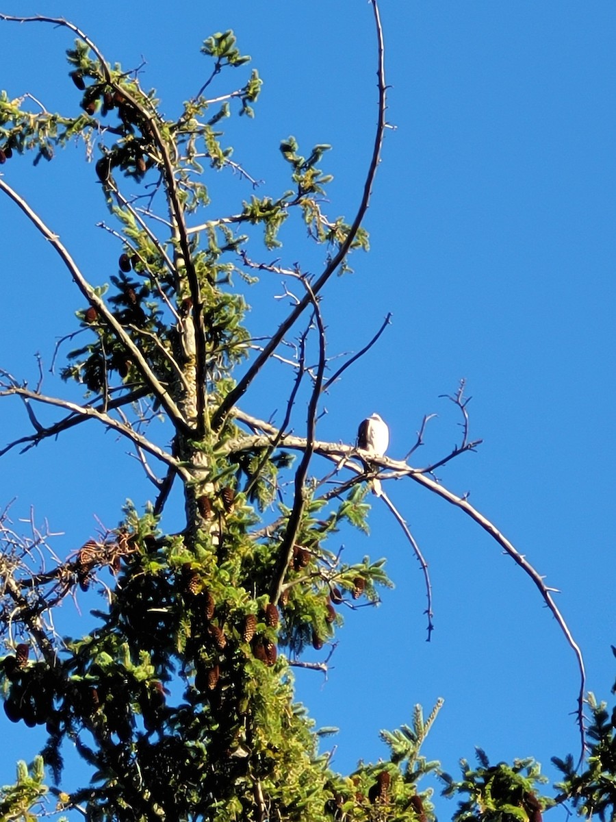 Merlin - ML642740816