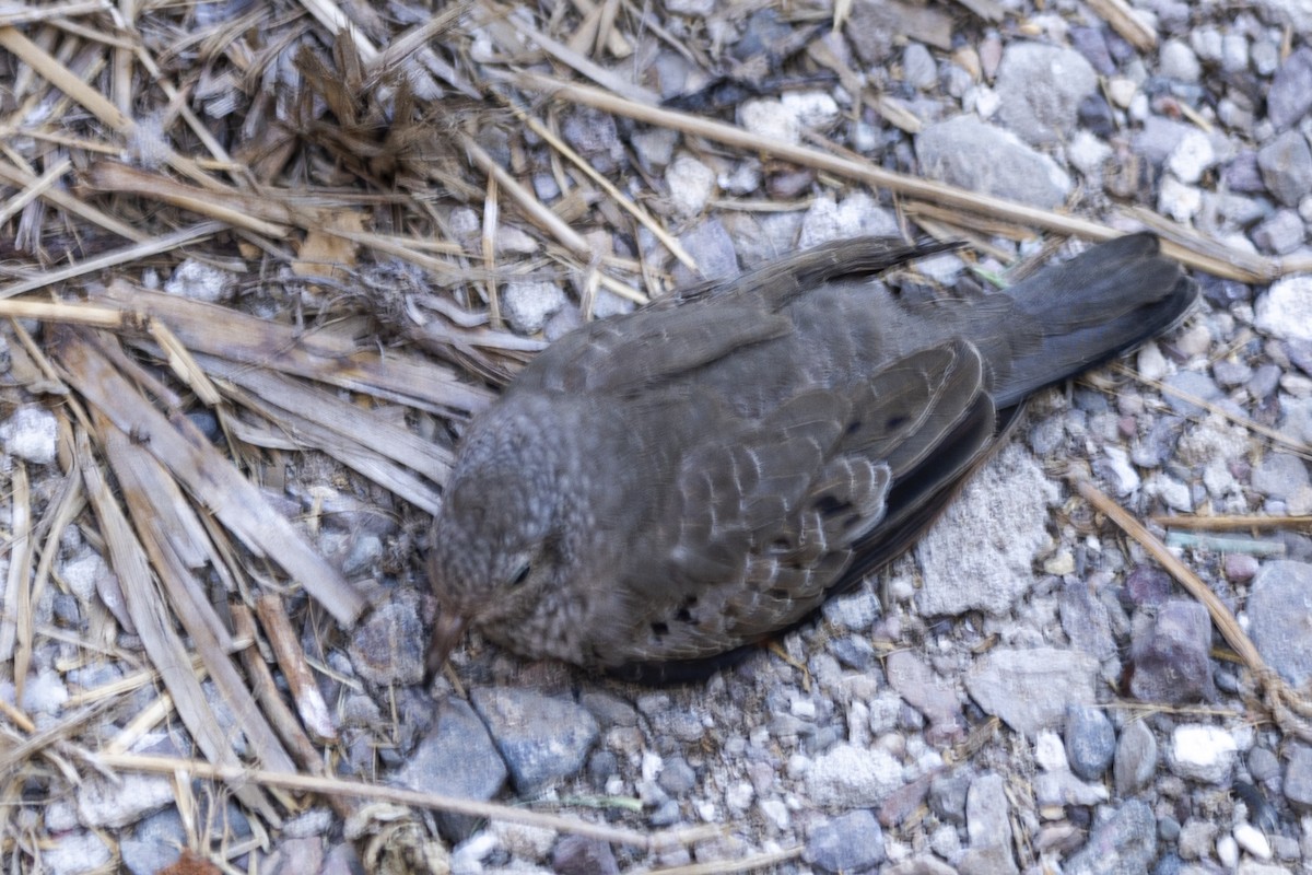 Common Ground Dove - ML642740817