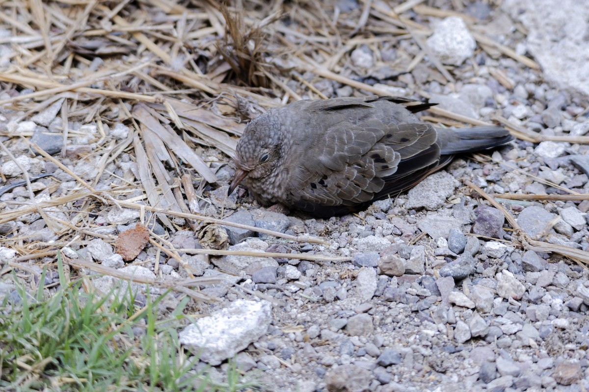 Common Ground Dove - ML642740818
