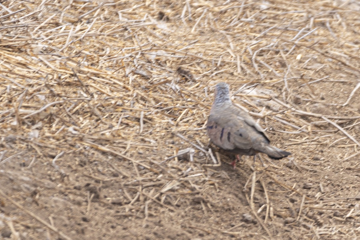 Common Ground Dove - ML642740819