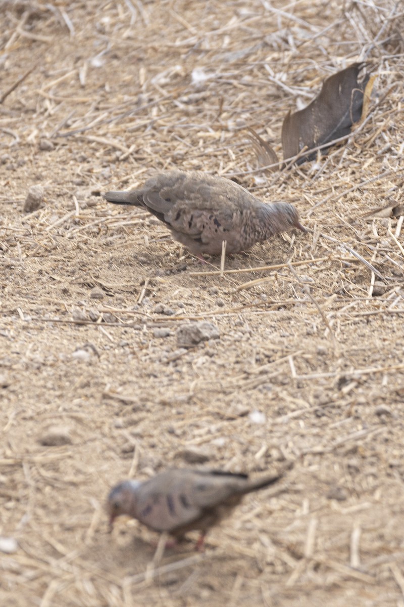 Common Ground Dove - ML642740820
