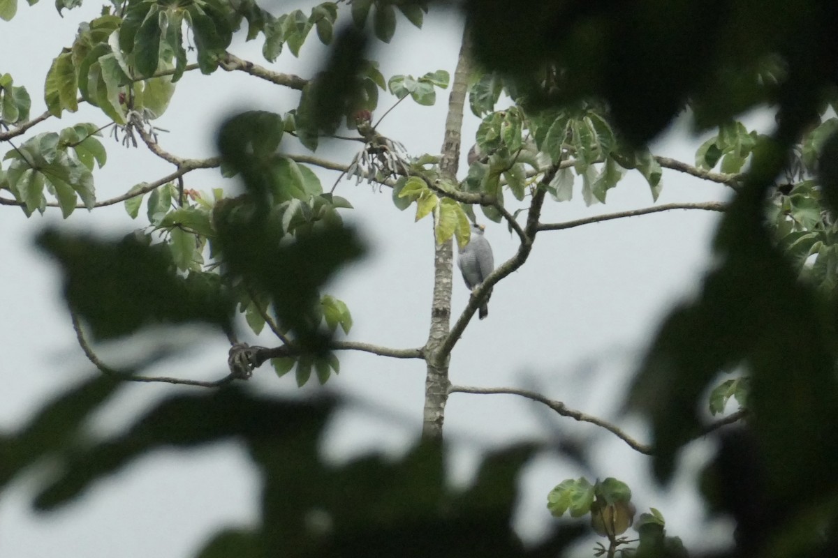 Gray-lined Hawk - ML642740828