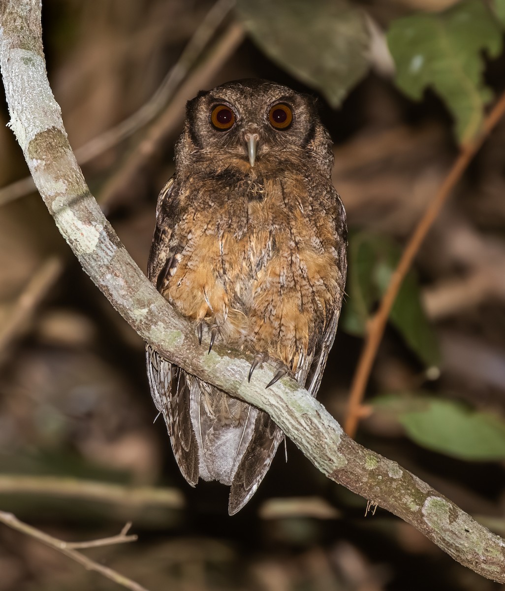 Tawny-bellied Screech-Owl (Austral) - ML642740832