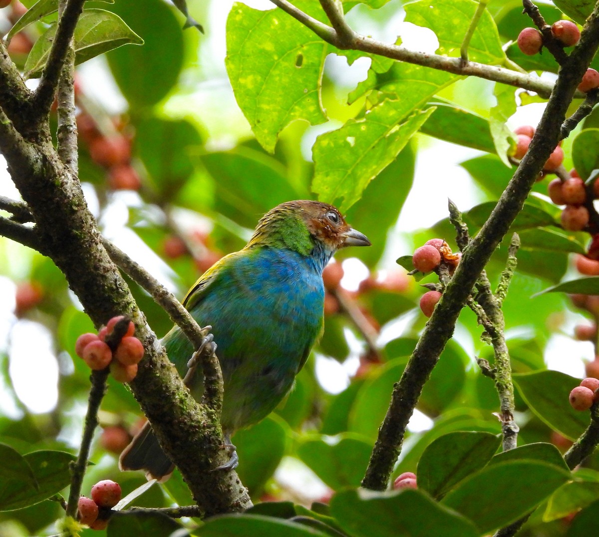 Bay-headed Tanager - ML642740874