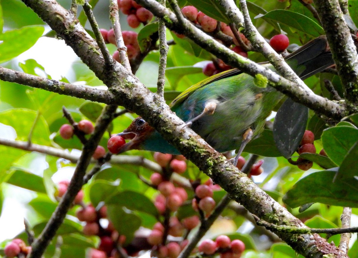 Bay-headed Tanager - ML642740875