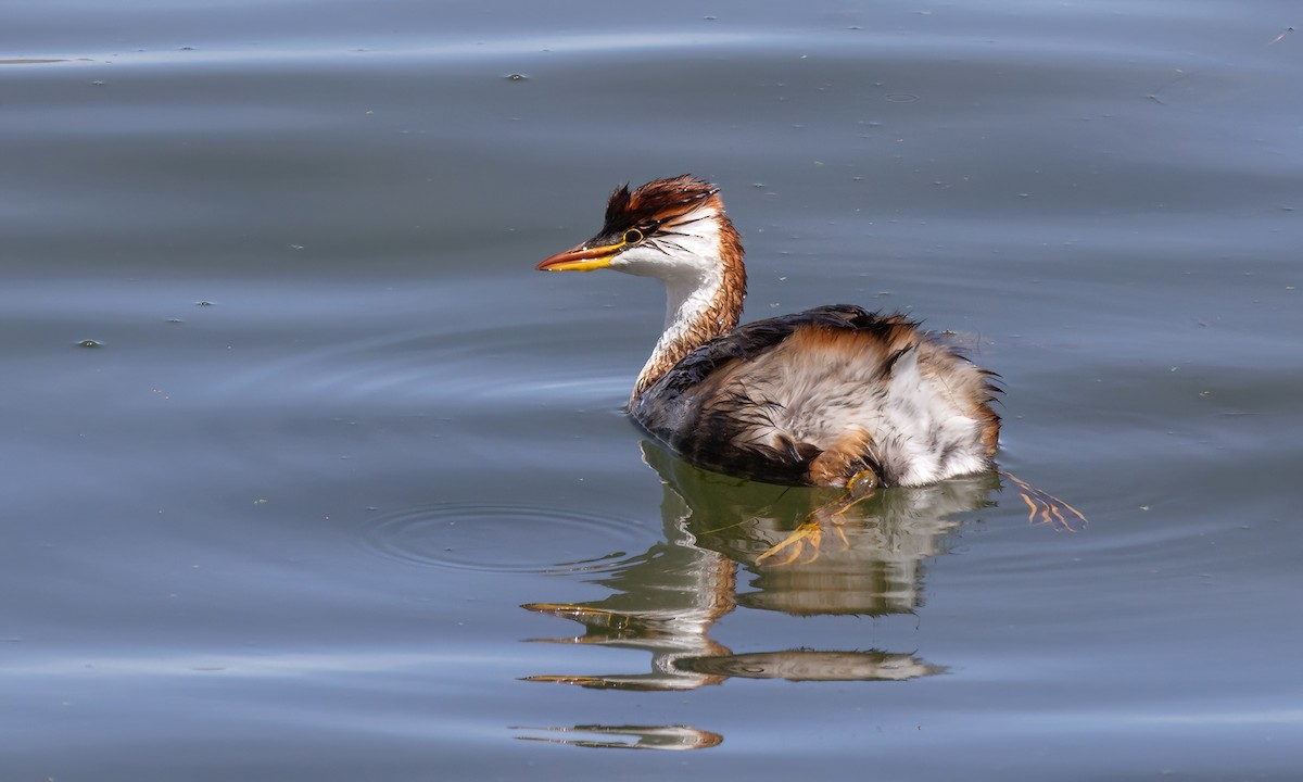 Titicaca Grebe - ML642740876