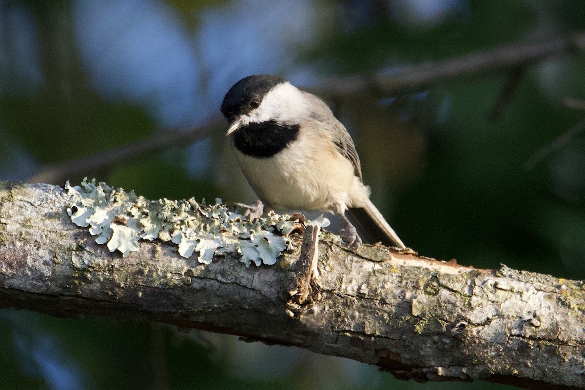 Carolina Chickadee - ML642740882