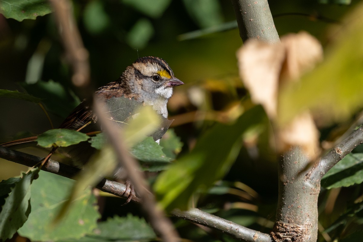 White-throated Sparrow - ML642740892