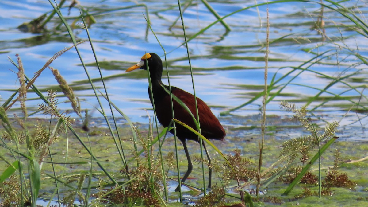 Northern Jacana - ML642740903