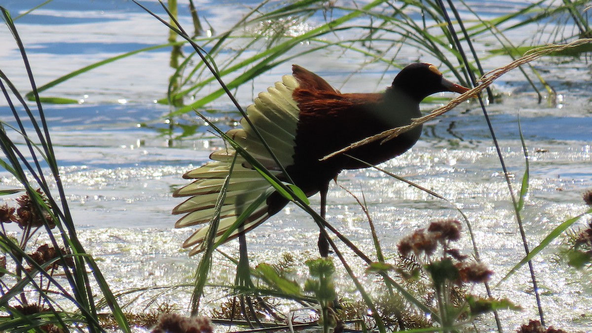 Northern Jacana - ML642740913