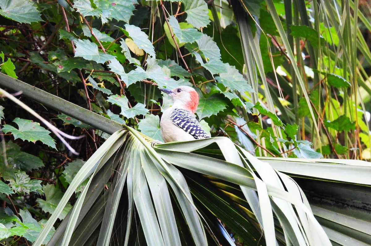 Red-bellied Woodpecker - ML642740928