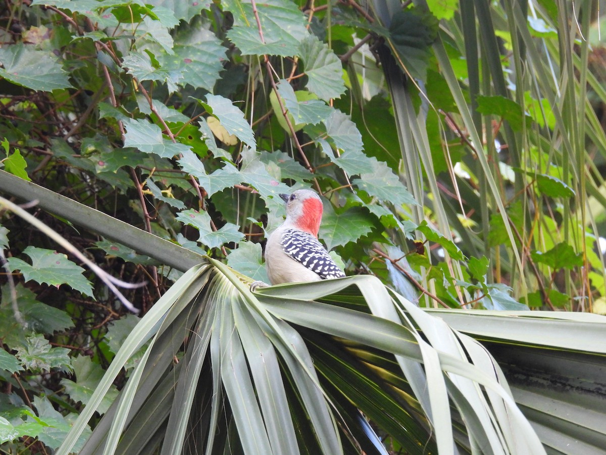 Red-bellied Woodpecker - ML642740943