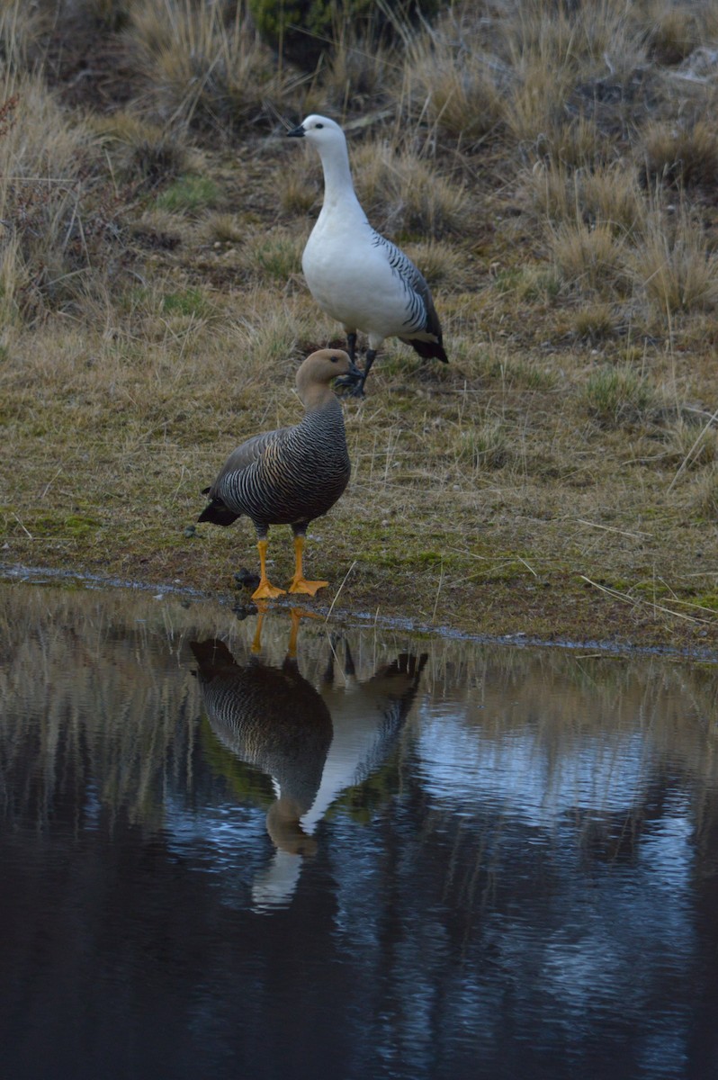 Upland Goose - ML642740945