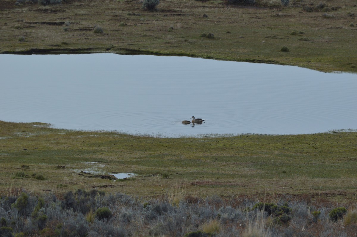 Crested Duck - ML642740984