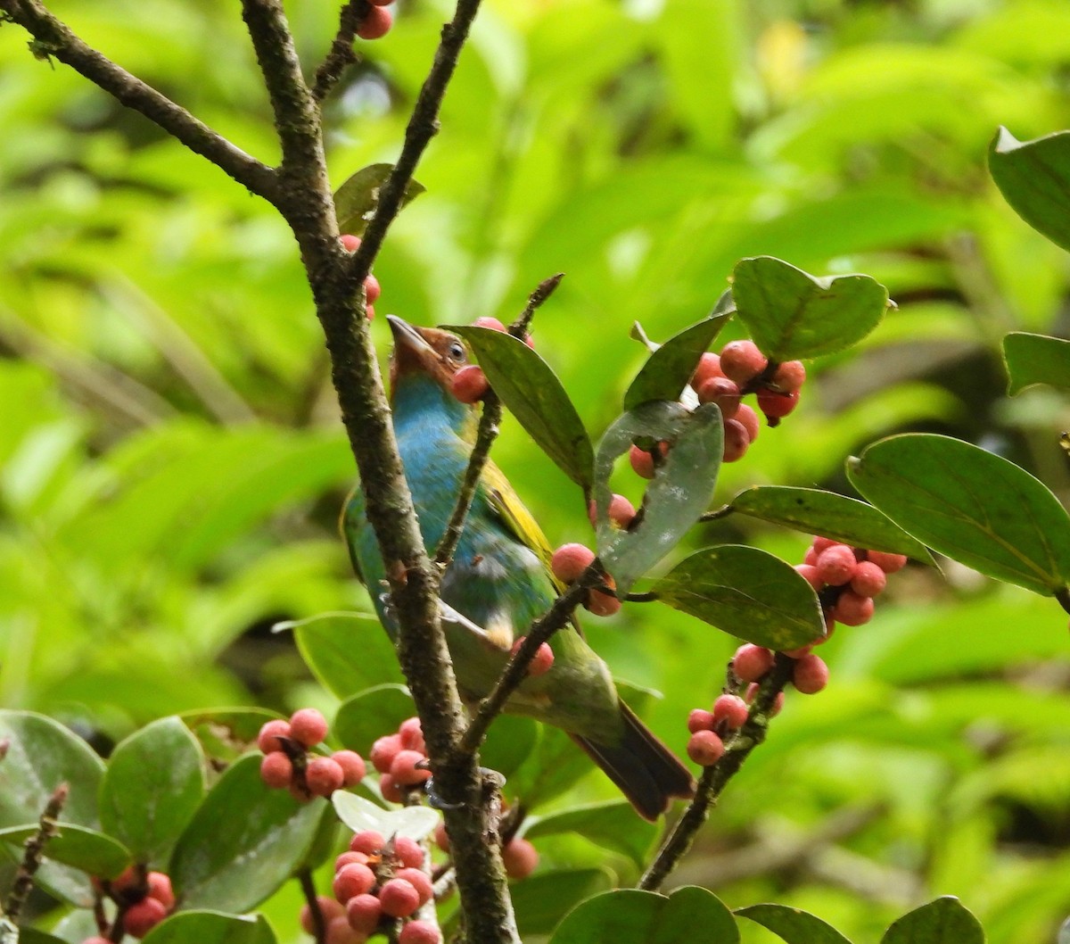 Bay-headed Tanager - ML642740990
