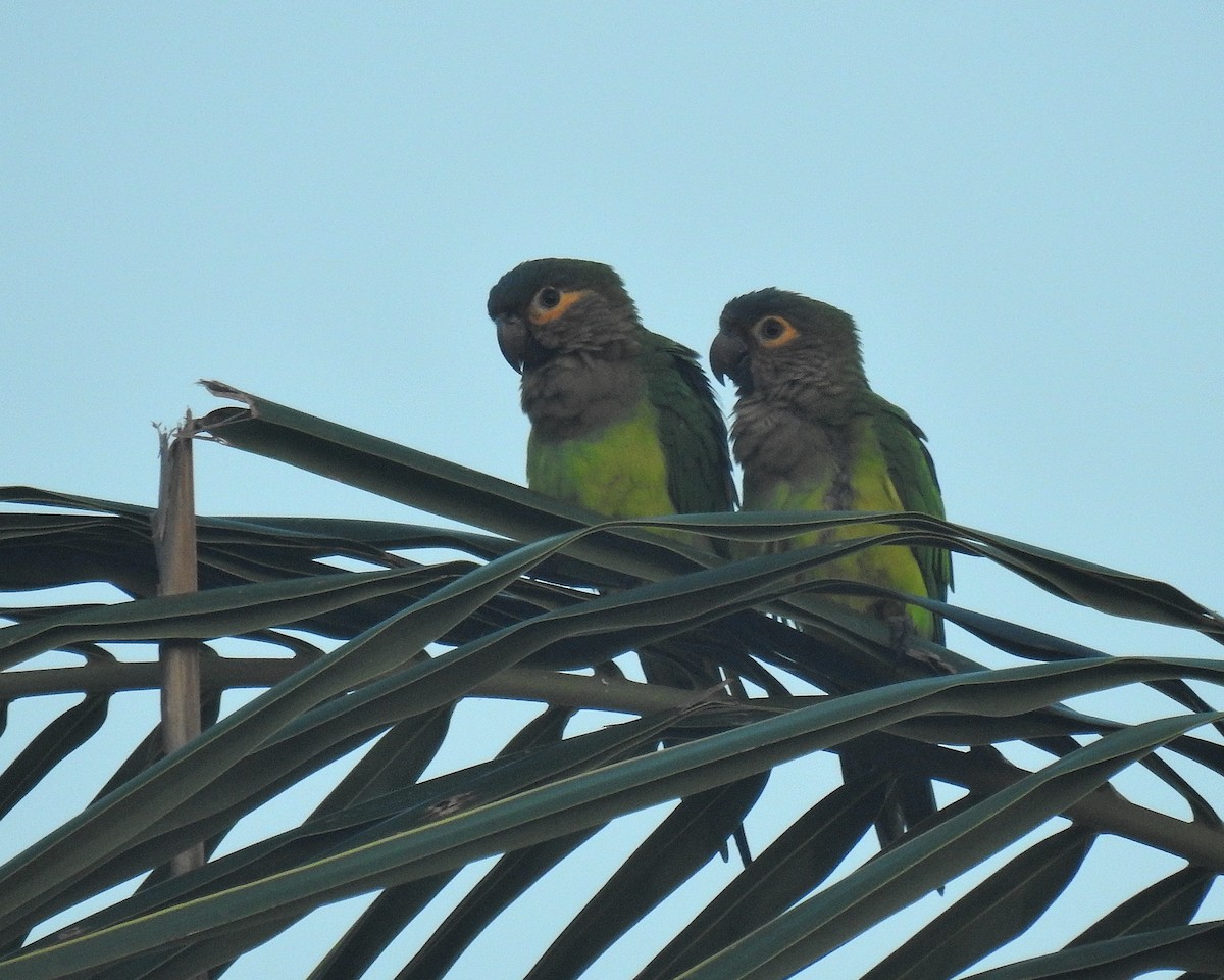 Brown-throated Parakeet - ML642741004