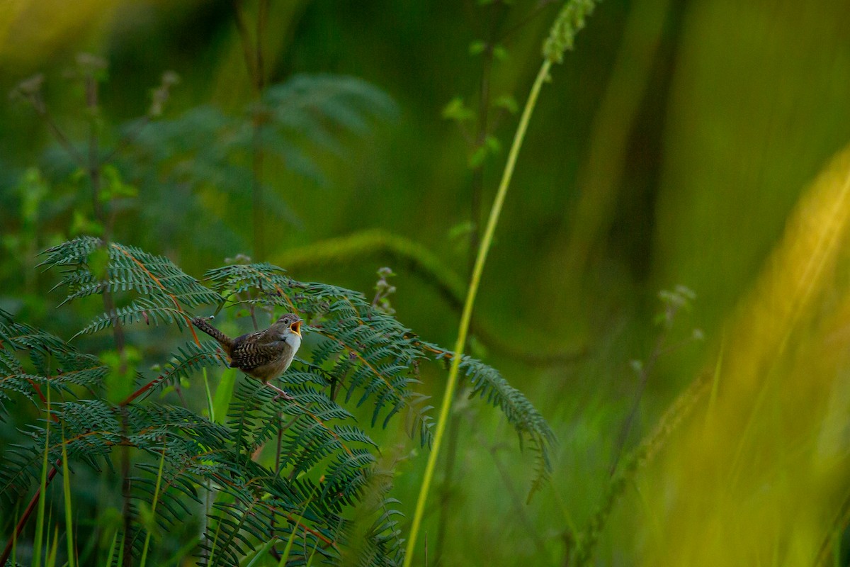 Grass Wren - ML642741007