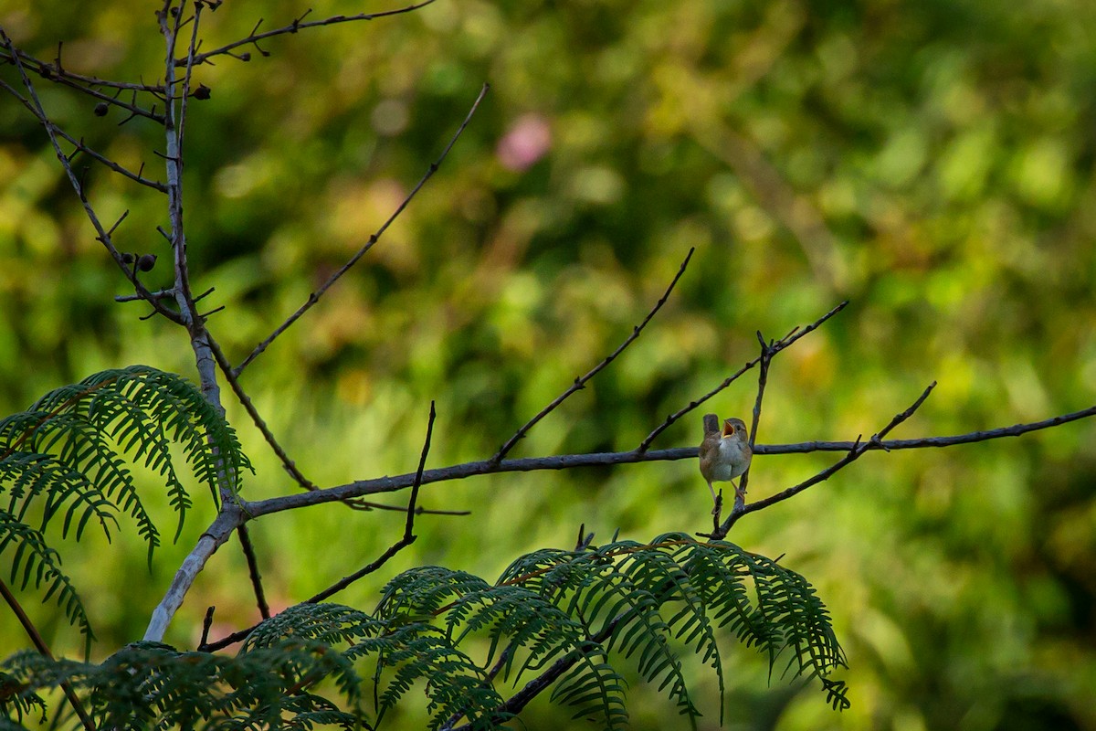 Grass Wren - ML642741008