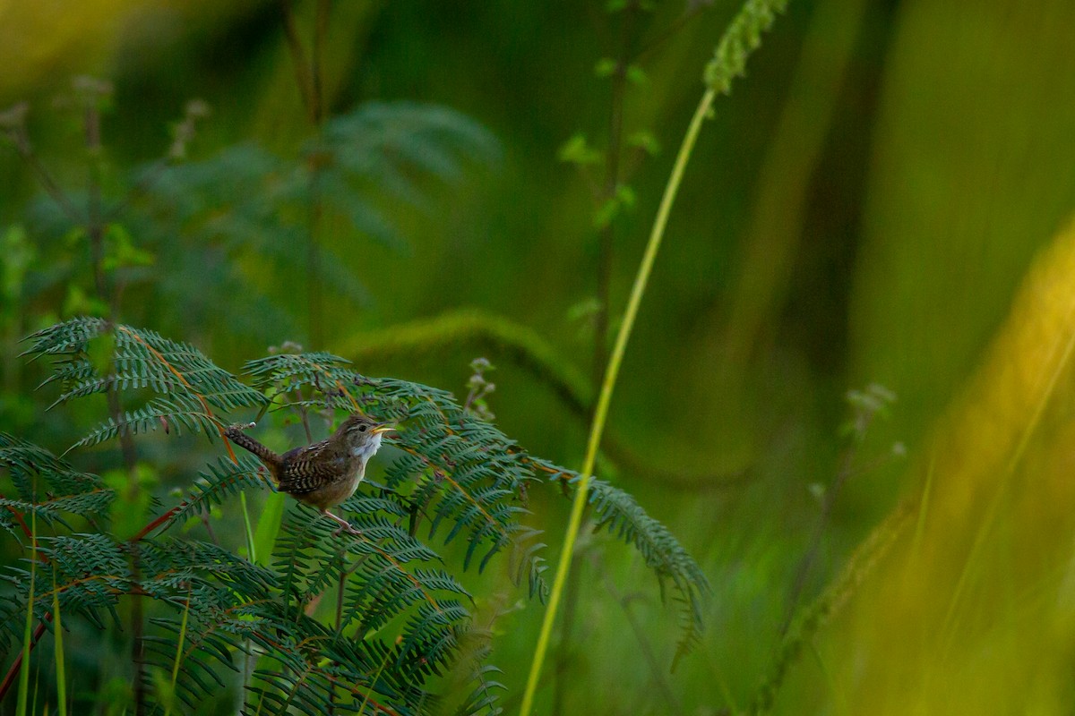 Grass Wren - ML642741011
