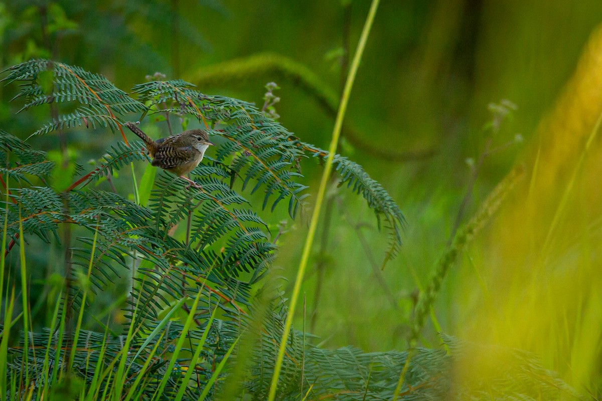Grass Wren - ML642741015