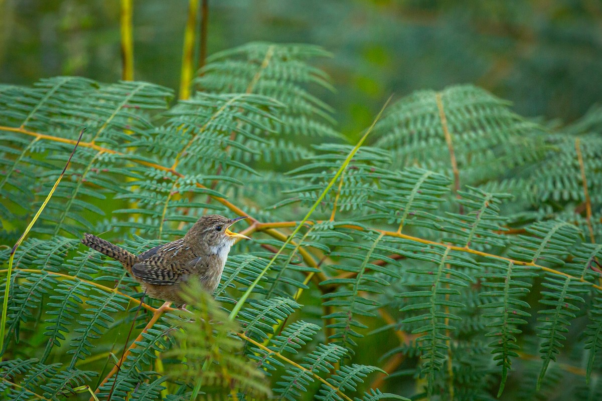 Grass Wren - ML642741018